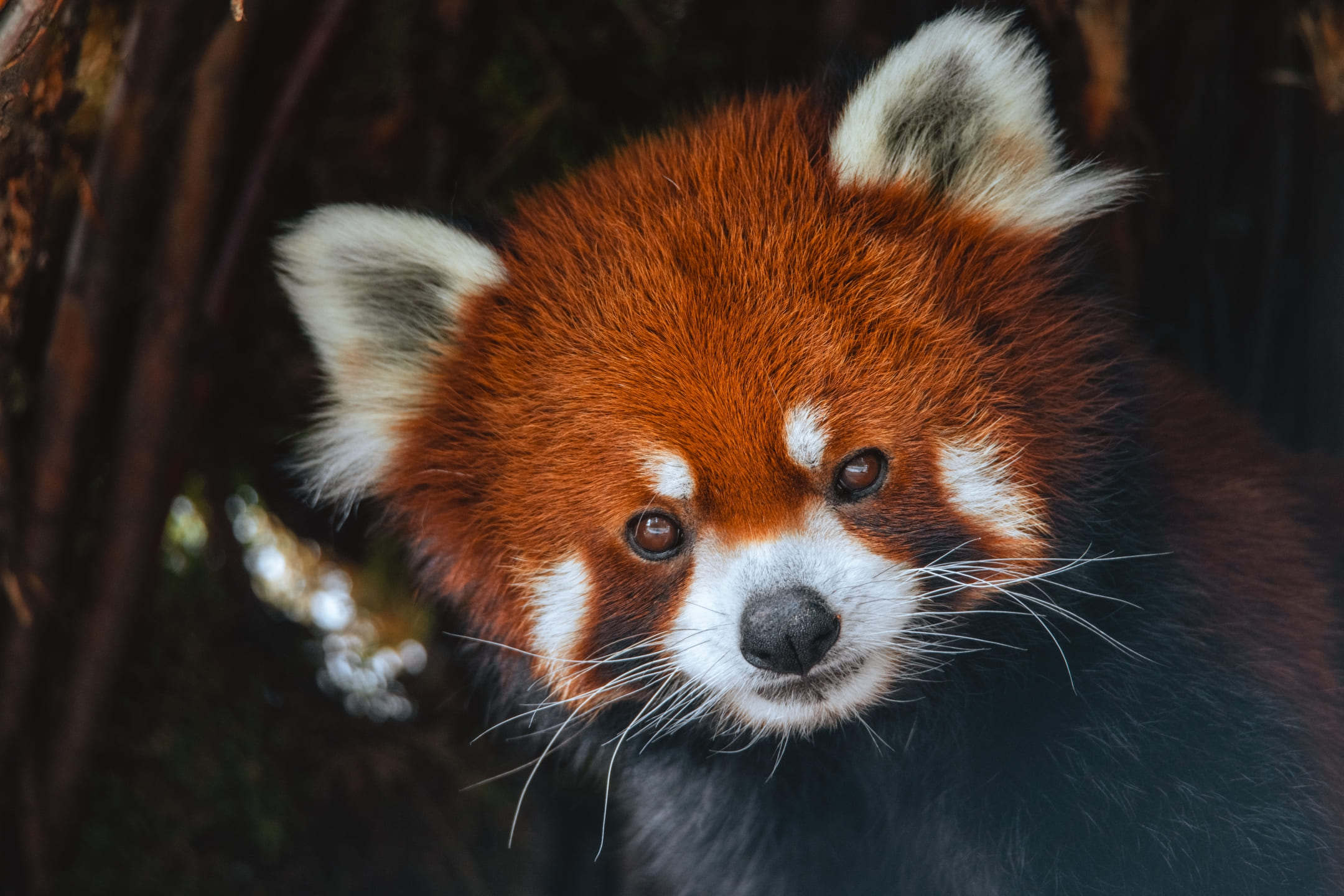 Panda Roux