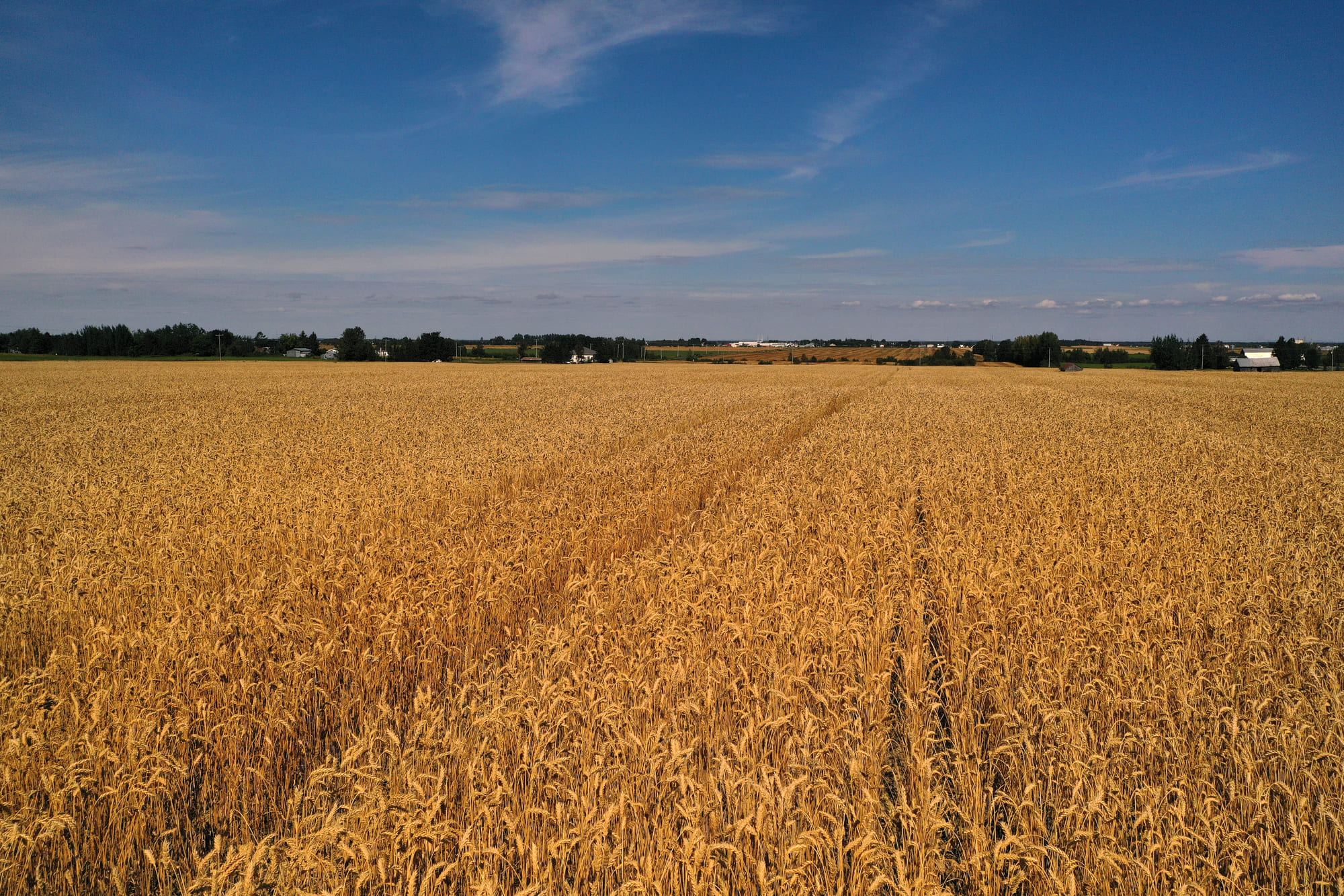 Agriculture DJI 0126 (1)