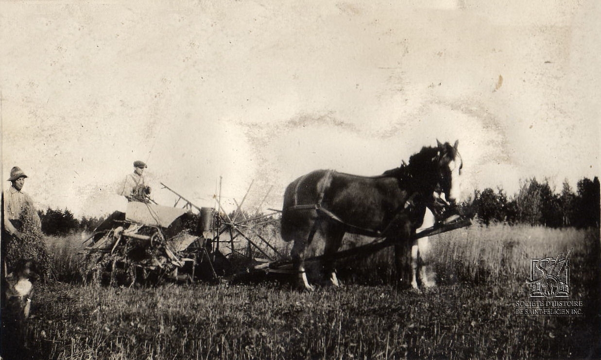 Agriculture (crédit photo - Société d'histoire de Saint-Félicien)