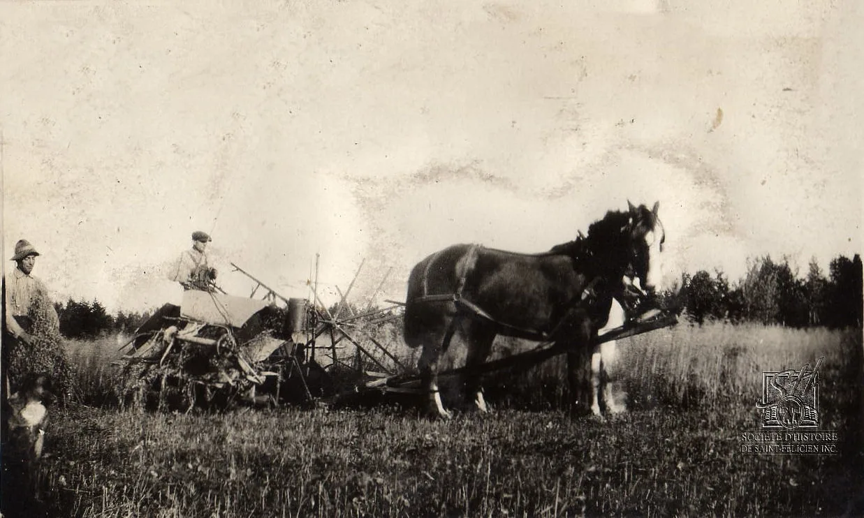 Agriculture (crédit photo - Société d'histoire de Saint-Félicien)